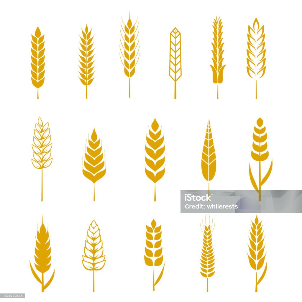 Set of simple wheat ears icons and design elements for Set of simple wheat ears icons and design elements for beer, organic local farm fresh food, bakery themed design, wheat grain. Wheat vector eps 10 Wheat stock vector