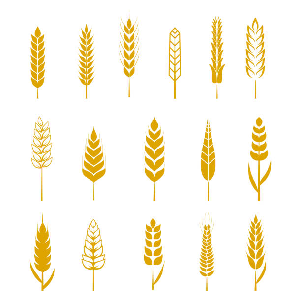 Set of simple wheat ears icons and design elements for Set of simple wheat ears icons and design elements for beer, organic local farm fresh food, bakery themed design, wheat grain. Wheat vector eps 10 insignia healthy eating gold nature stock illustrations