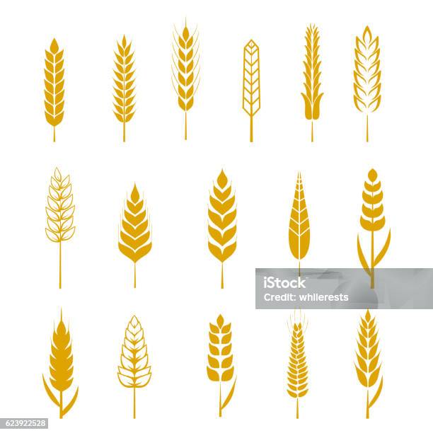 Set Of Simple Wheat Ears Icons And Design Elements For Stock Illustration - Download Image Now