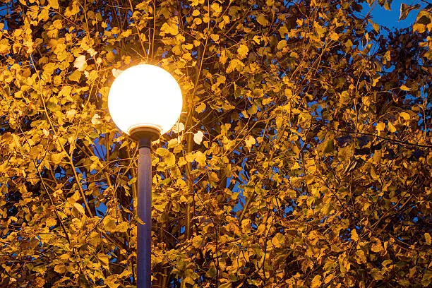 Photo of Glowing street light in foliage at night