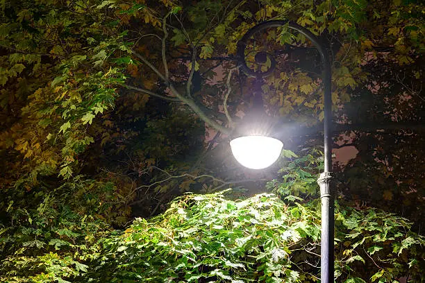 Photo of Glowing street light in foliage at night