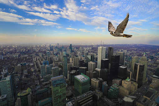 A Peregrine Falcon in flight high over Toronto city center