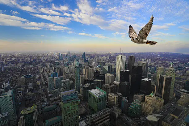 Photo of Peregrine Falcon in flight high over Toronto city center