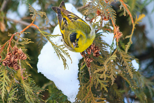 Eurasian siskin,sitting on a snow-covered fir branches ,forest birds, birds in forest birds on fir