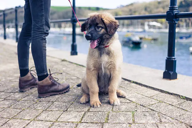 A cute young Leonberger puppy and it's owner are relaxing by the harbour