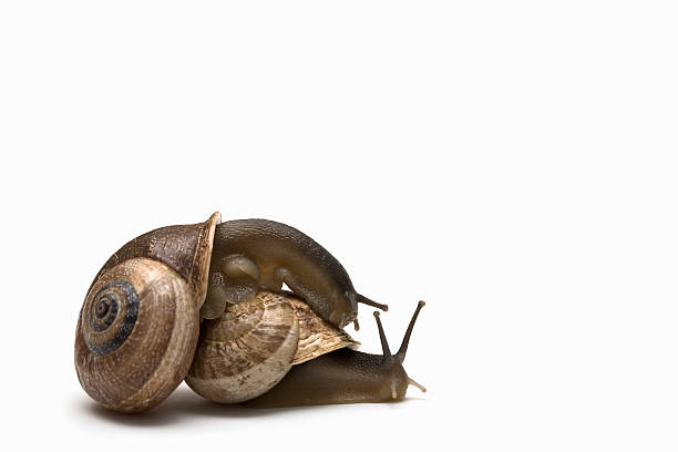 istock Snail sex 623925582