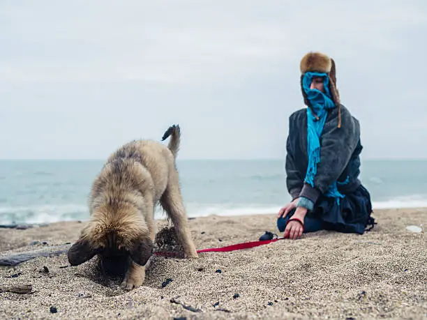 A young woman is relaxing on the beach with a cute Leonberger puppy who is digging a hole