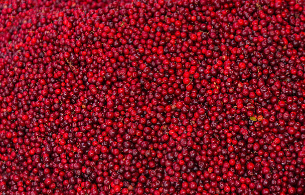 istock Fruits in a supermarket - cowberry. 623926810