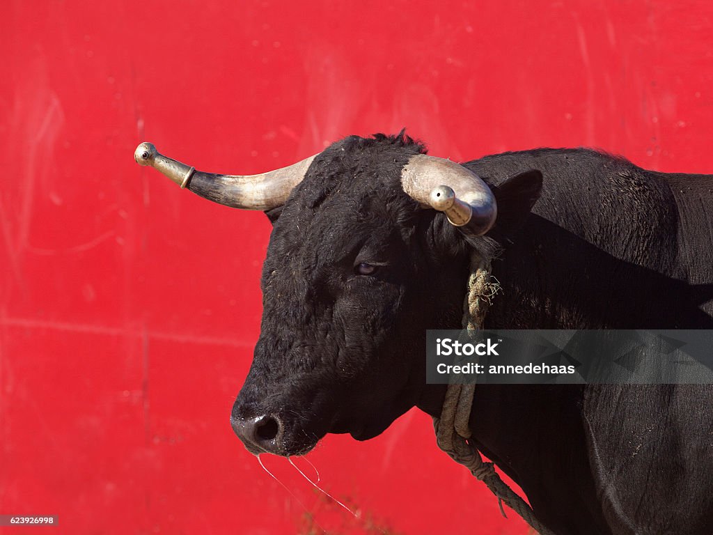 Bull in the ring A bull stands against a red wall in the ring during a Portuguese demonstration of bloodless corrida de toros, or bullfighting.  Animal Stock Photo