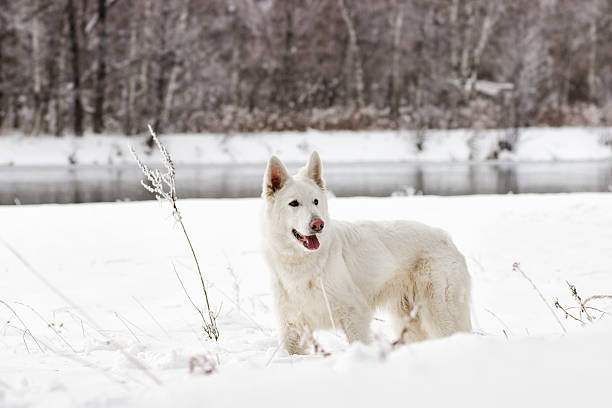 istock Swiss Shepherd Dog, looking 623927214