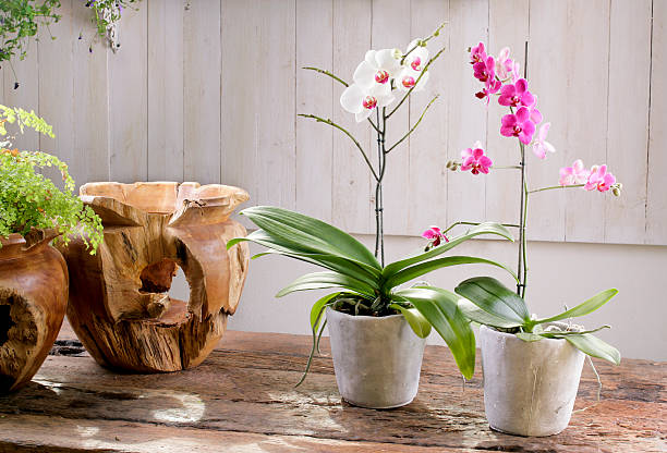 istock Blooming orchid on vintage wooden table 623928400
