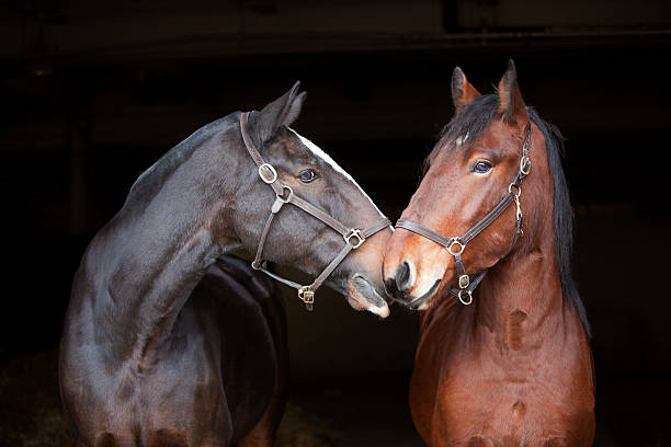 Barn buddies stock photo