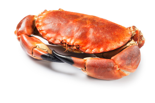 Single, edible, cooked crab isolated on white. 