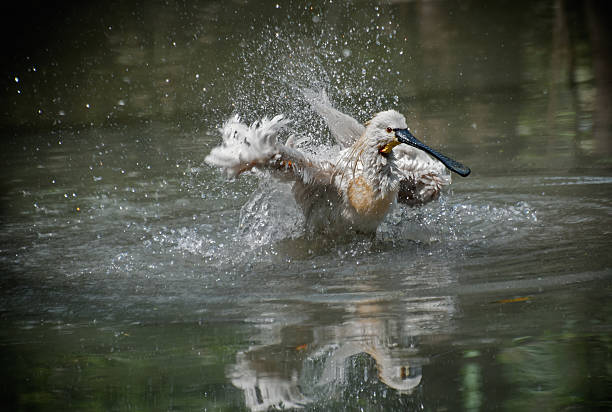 Spoonbill (Platalea leucorodia) in water and splashing water drops around, Kolkata, West Bengal, India
