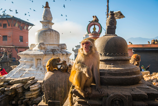 Mono en estupa en el emblemático monumento del templo Swayambhunath Katmandú Nepal photo