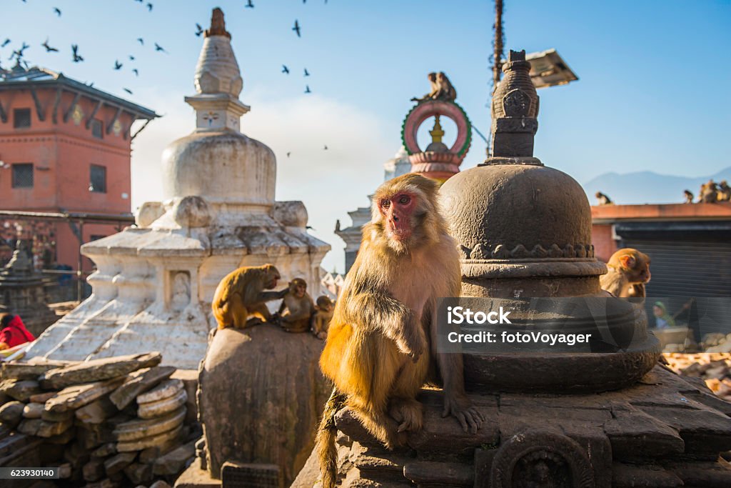 Monkey on stupa at Swayambhunath temple iconic landmark Kathmandu Nepal Rhesus Macaques monkeys on the ancient stupas of Swayambhunath temple high above Kathmandu, Nepal's vibrant capital city. Kathmandu Stock Photo