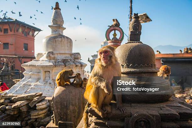 Monkey On Stupa At Swayambhunath Temple Iconic Landmark Kathmandu Nepal Stock Photo - Download Image Now