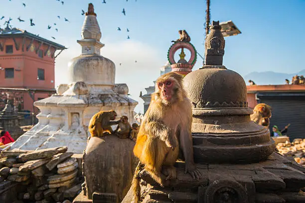 Rhesus Macaques monkeys on the ancient stupas of Swayambhunath temple high above Kathmandu, Nepal's vibrant capital city.