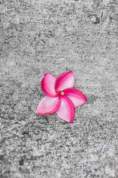 istock pink flower against concrete ground. 623930802