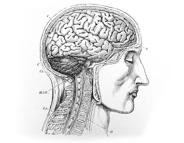 An image of a Human Head - Brain - Spine - Medical Diagram from an 1895 antique book \