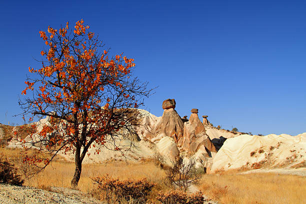Autumn leaves and fairy chimneys in Cappadocia, Turkey.