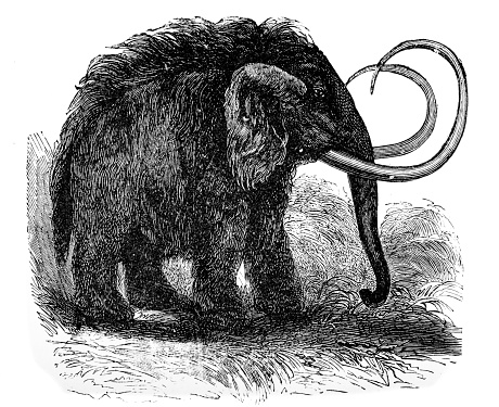 An image of a Wooly Mammoth  from an 1895 antique book \