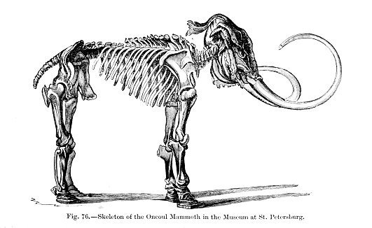 An image of a Wooly Mammoth skeleton from an 1895 antique book \