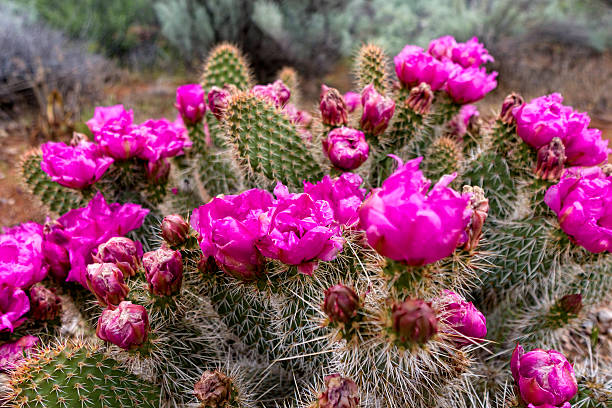 istock Prickly Pear Cactus in Bloom Snow Canyon 623932190