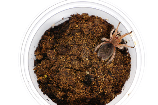 Chilean rose sling tarantula (Grammostola rosea) in plastic cage isolated on a white background