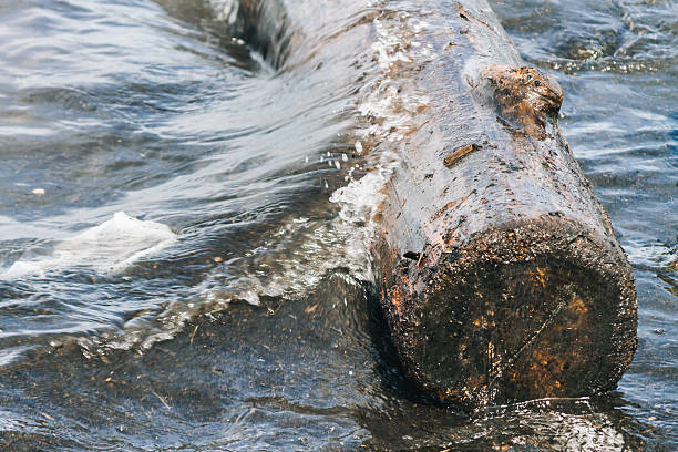 istock Rio de la Plata water wave wets a rotten trunk 623940060