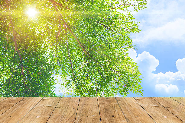 istock Park outdoor nature green tree with blue sky sun light 623940550