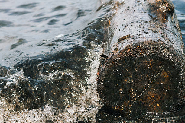 istock Rio de la Plata water wave wets a rotten trunk 623940576