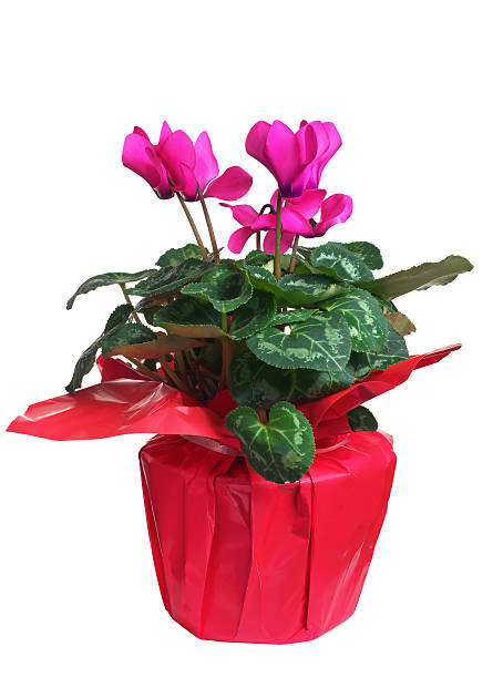 Pink flowers cyclamen in pot isolated on a white background