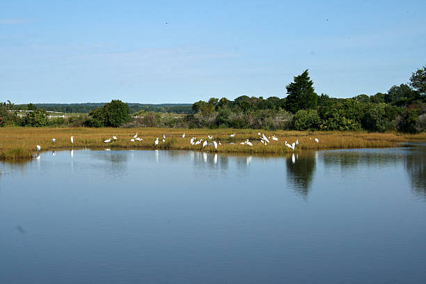 istock Egrets Across the Salt Pond 623940654