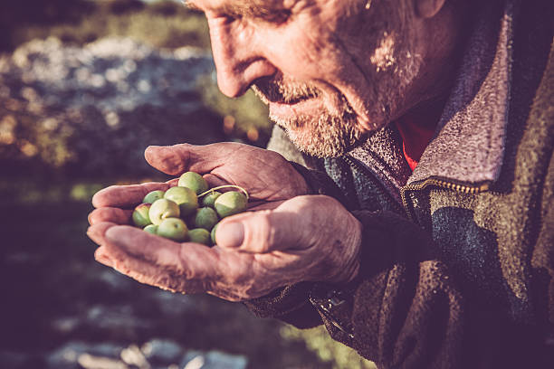 Senior Caucasian Man with Handful of Olives, Brac, Croatia, Europe Senior Caucasian man harvesting olives on the Brač island in Croatia, Mediterranean, Europe. He is holding the olives in his hands close to his face and looking at them. Close up of the hands and the face. Side view, sunny.  Nikon D800, full frame, XXXL. olive orchard stock pictures, royalty-free photos & images