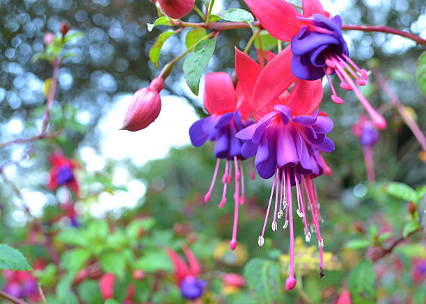 istock Purple, Pink, and Green Flowers 623942564