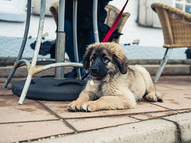 A cute young Leonberger puppy is lying on the pavement under a table at a cafe outside