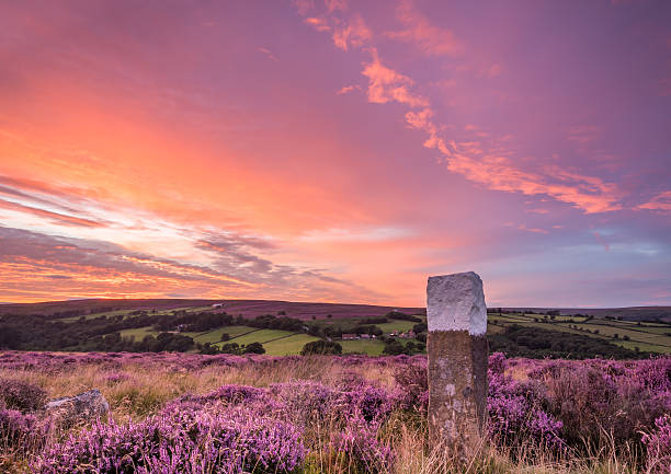 blooming heather on the north yorkshire moors - north yorkshire stok fotoğraflar ve resimler