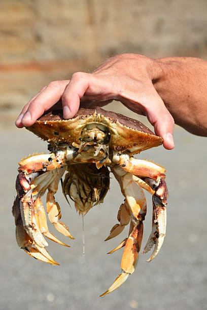 istock Crab in the man hand 623944318