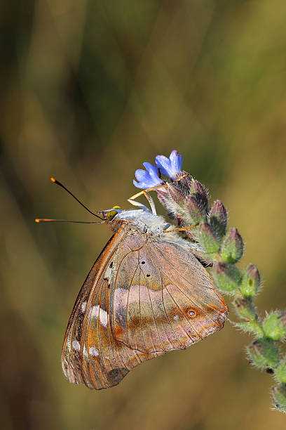 istock Butterfly - Lesser Purple Emperor (Apatura ilia) 623944548