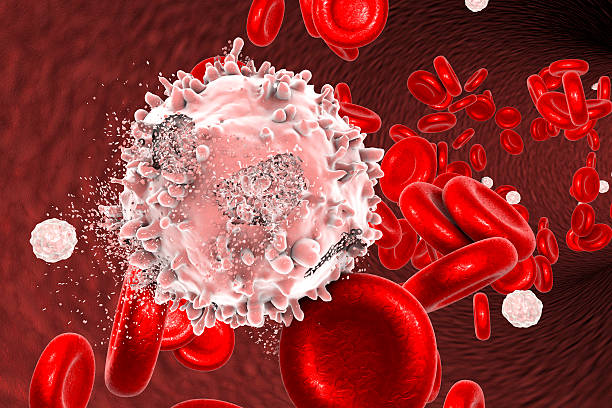 destrucción de la célula de la leucemia - human white blood cell fotografías e imágenes de stock