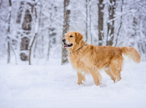 Golden Retriever (Canis familiaris) in snow