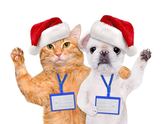 istock Dog and cat in red Christmas hat . 623953386