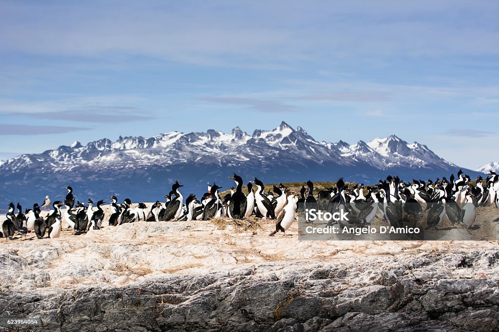Cormorants on isla in Beagle channel Tierra del Fuego Province - Argentina Stock Photo