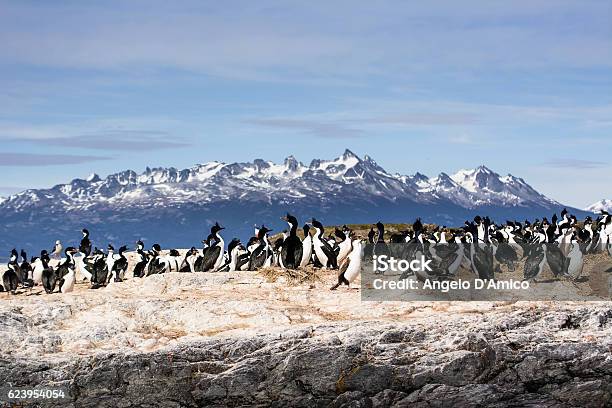 Cormorants On Isla In Beagle Channel Stock Photo - Download Image Now - Tierra del Fuego Province - Argentina, Ushuaia, Animal