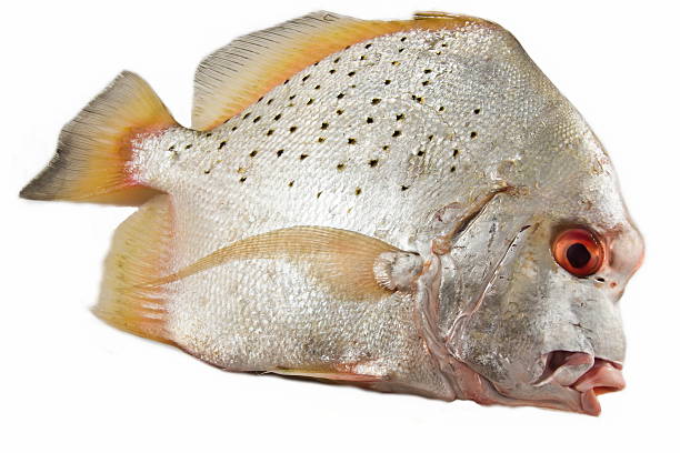 Fresh Moonfish, white background. Fresh Moonfish, white background. opah stock pictures, royalty-free photos & images