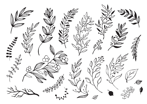 Hand drawn decorative christmas holly, misletoes, plant branches, twigs design element set.