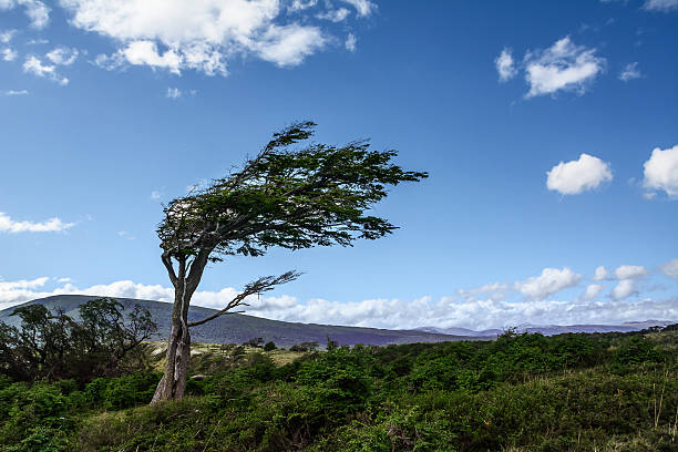 Tree deformed by the wind in Tierra del Fuego Tree deformed by the wind in Tierra del Fuego tierra del fuego archipelago photos stock pictures, royalty-free photos & images