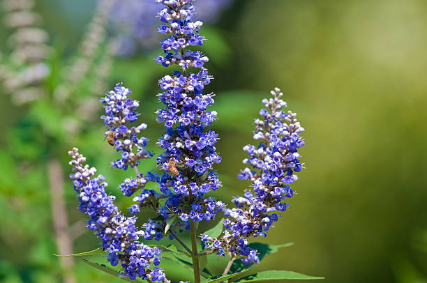 las abejas polinizan en un árbol vitex florecen - innocence fotografías e imágenes de stock