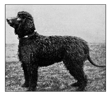 Antique dotprinted photograph of dog: Irish water spaniel